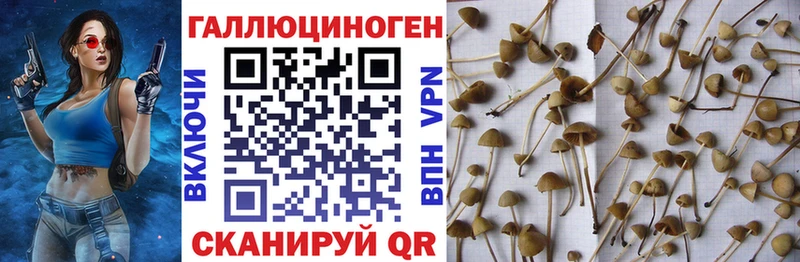 площадка состав  Лаишево  Псилоцибиновые грибы GOLDEN TEACHER 